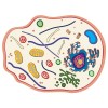 See-Through Animal Cell Builder