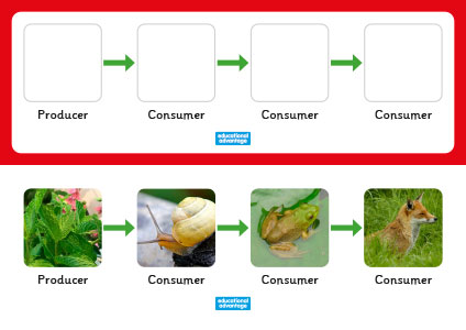 Food Chains Game