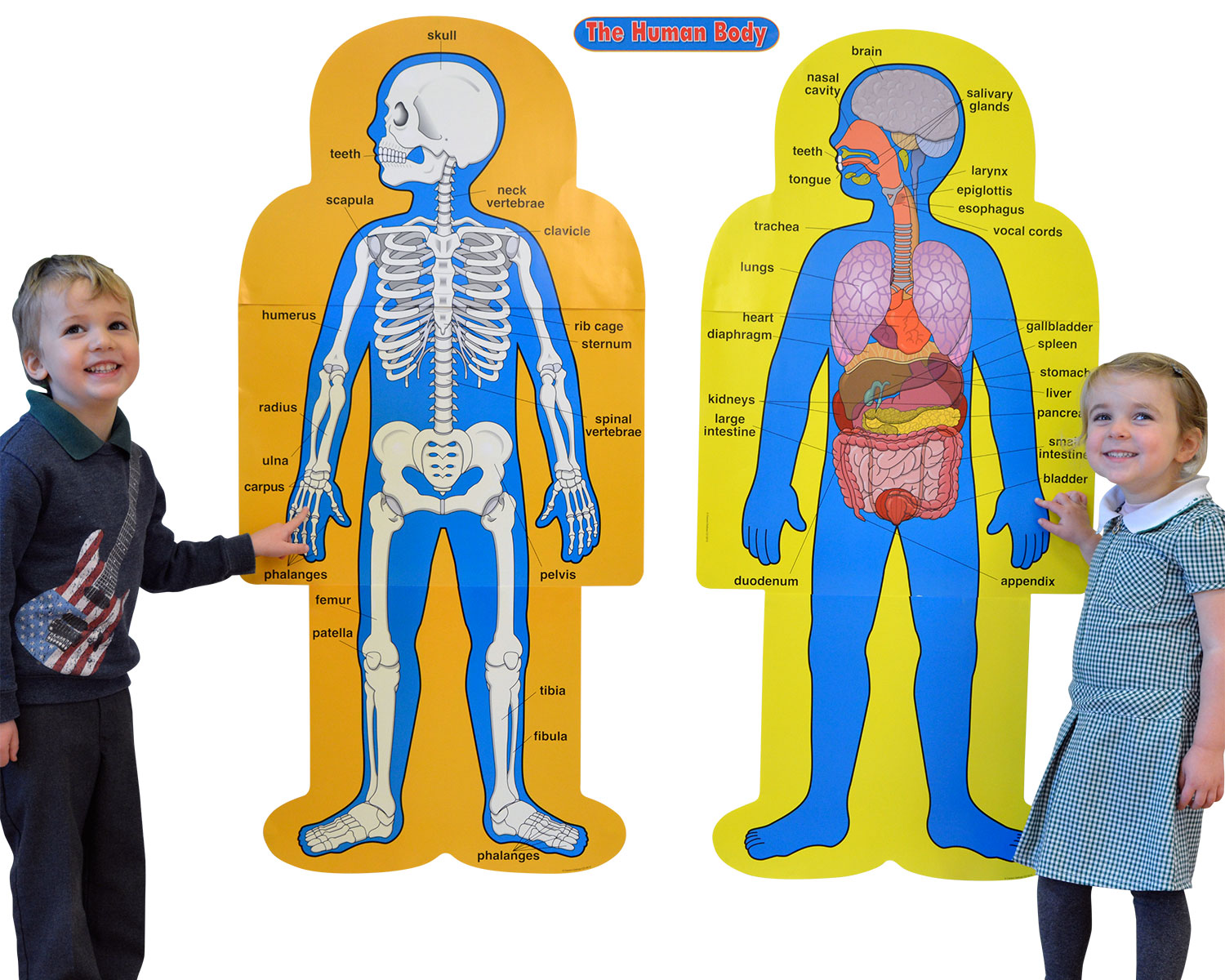 Child Size Human Body Bulletin Board Set