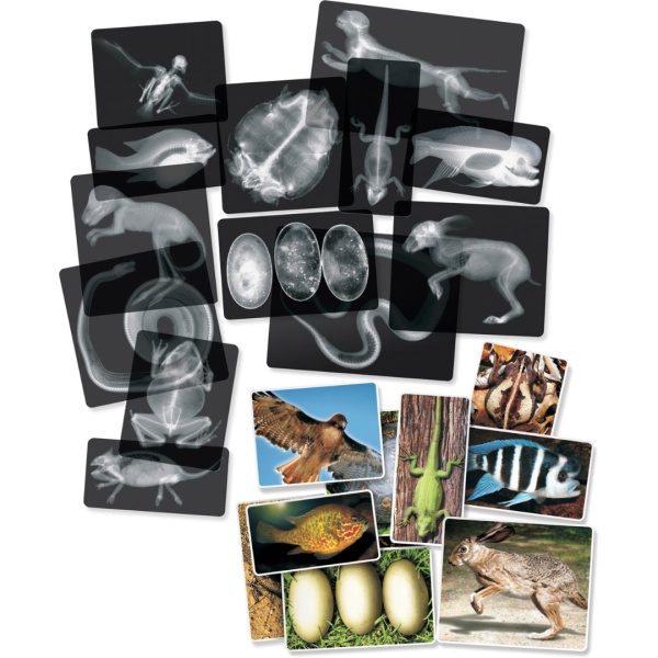 Animal X-Rays - Educational Advantage, Distributor for The Freckled ...