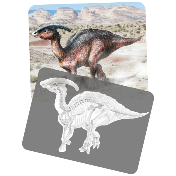 Discover Dinosaurs Picture Cards & X-Rays