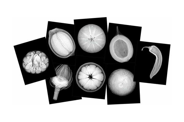 Plant X-Rays and Picture Cards - Educational Advantage, Distributor for ...